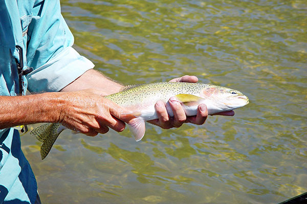 Blue Ridge Parkway Fishing  Blue Ridge Parkway Overlooks